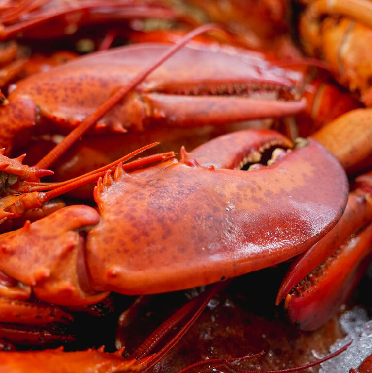 Hummeri Kuvaaja: Kindel Media: https://www.pexels.com/fi-fi/kuva/ruoka-terveellinen-kalastus-meri-8352396/